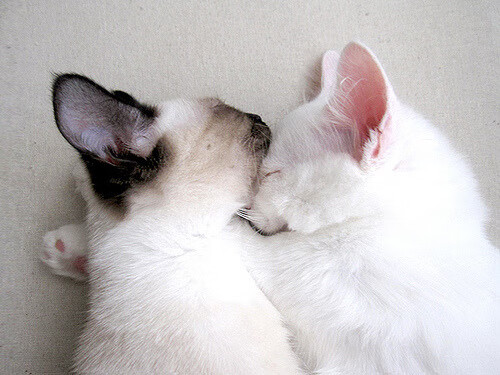 大数据分析在电竞中的应用,开启战术革命的新篇章,电竞大数据app